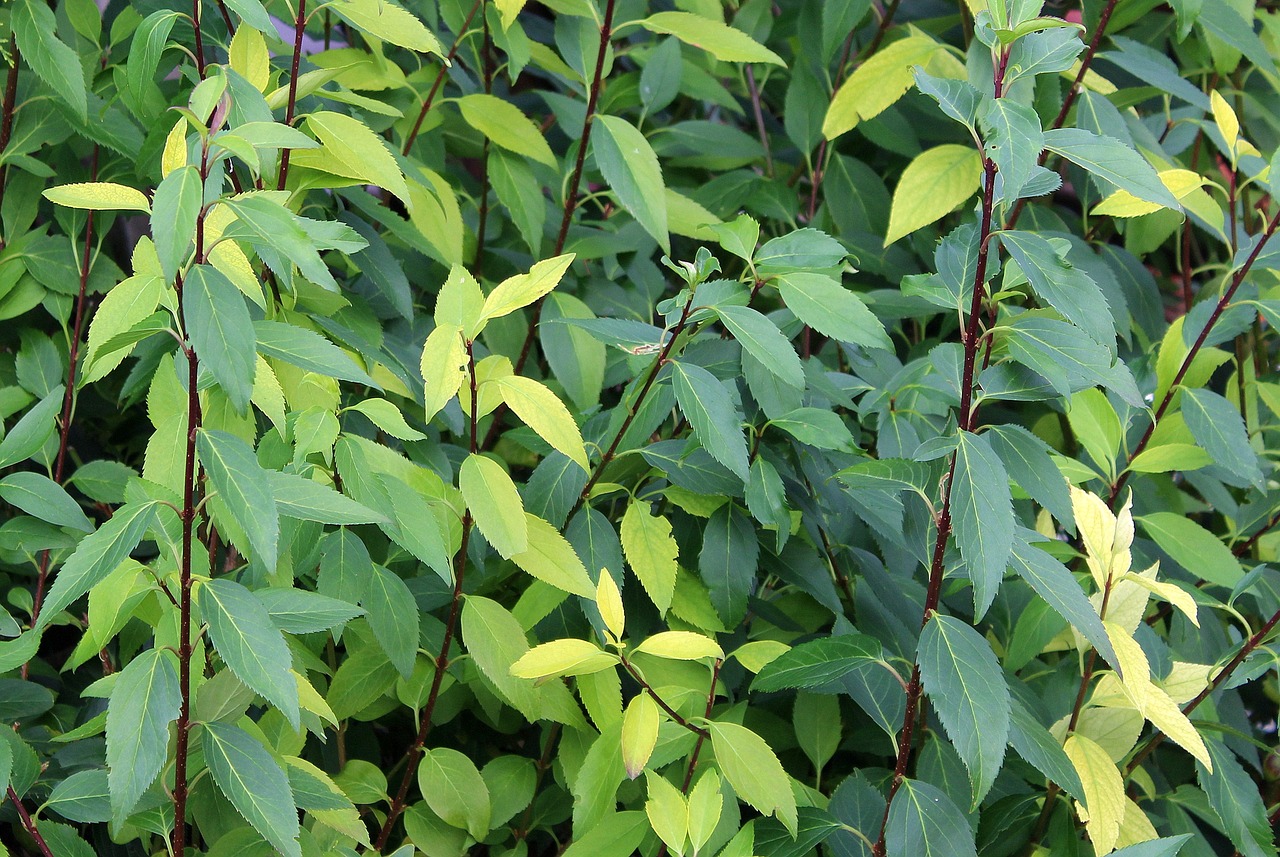 Image - foliage bush