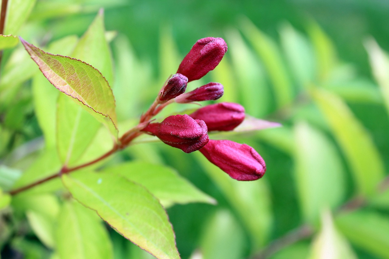 Image - krzewuszka beautiful ornamental shrub