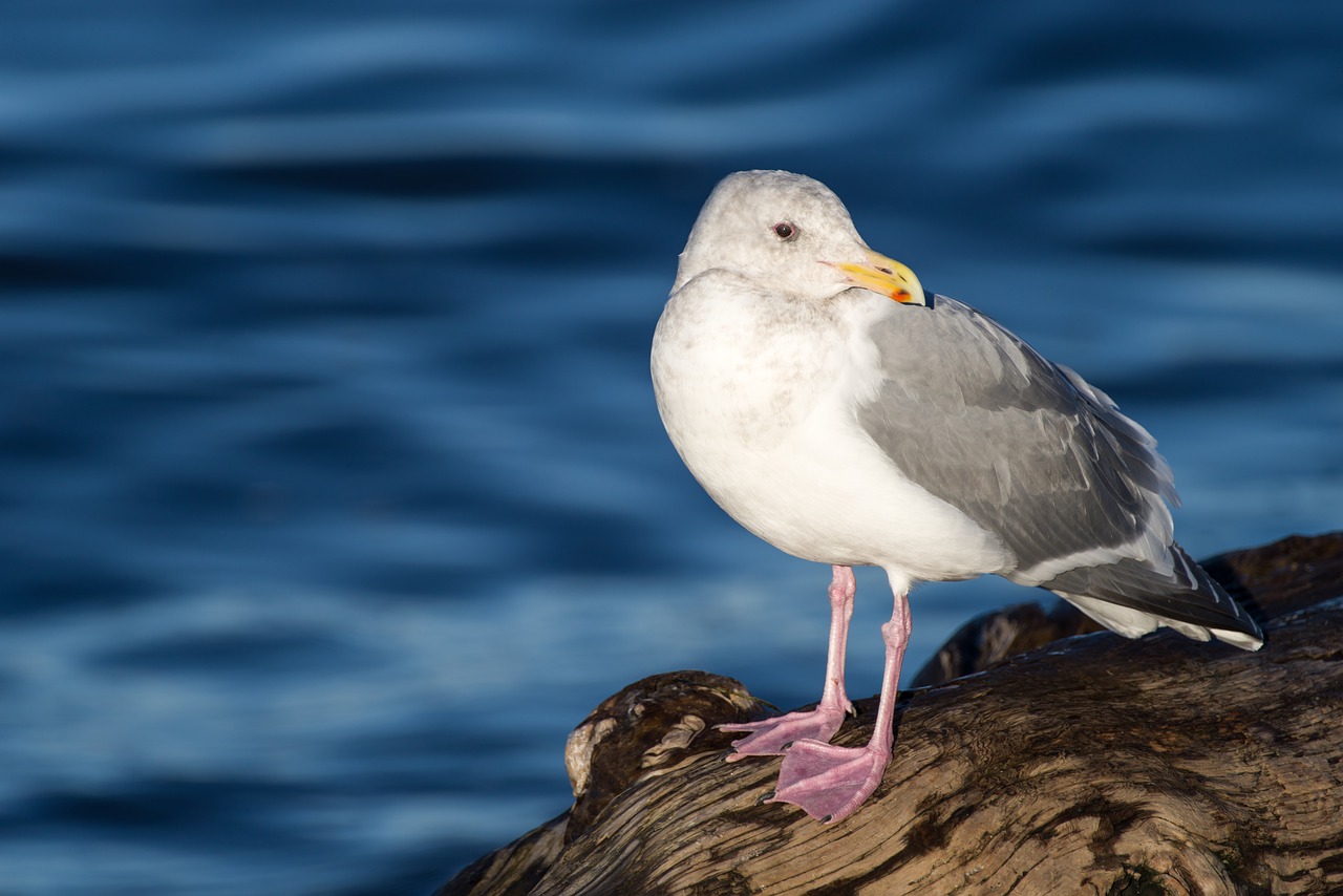 Image - seagull beach water blue white