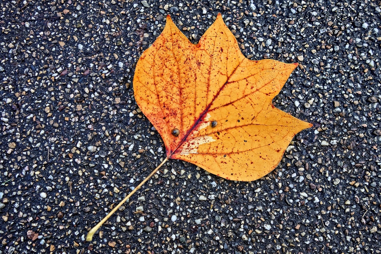 Image - leaf fallen leaf road autumn leaf