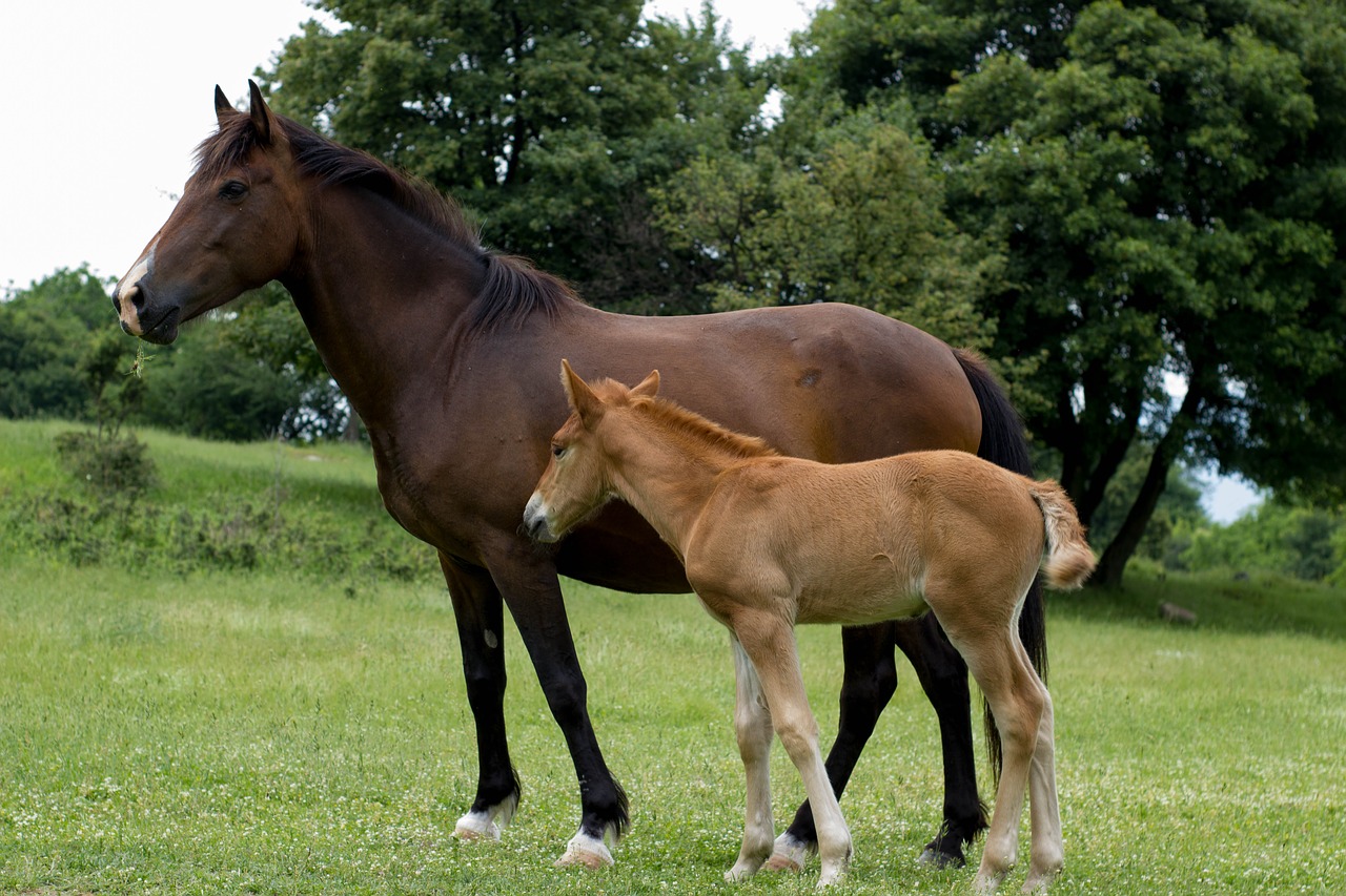 Image - horse grass nature field freedom