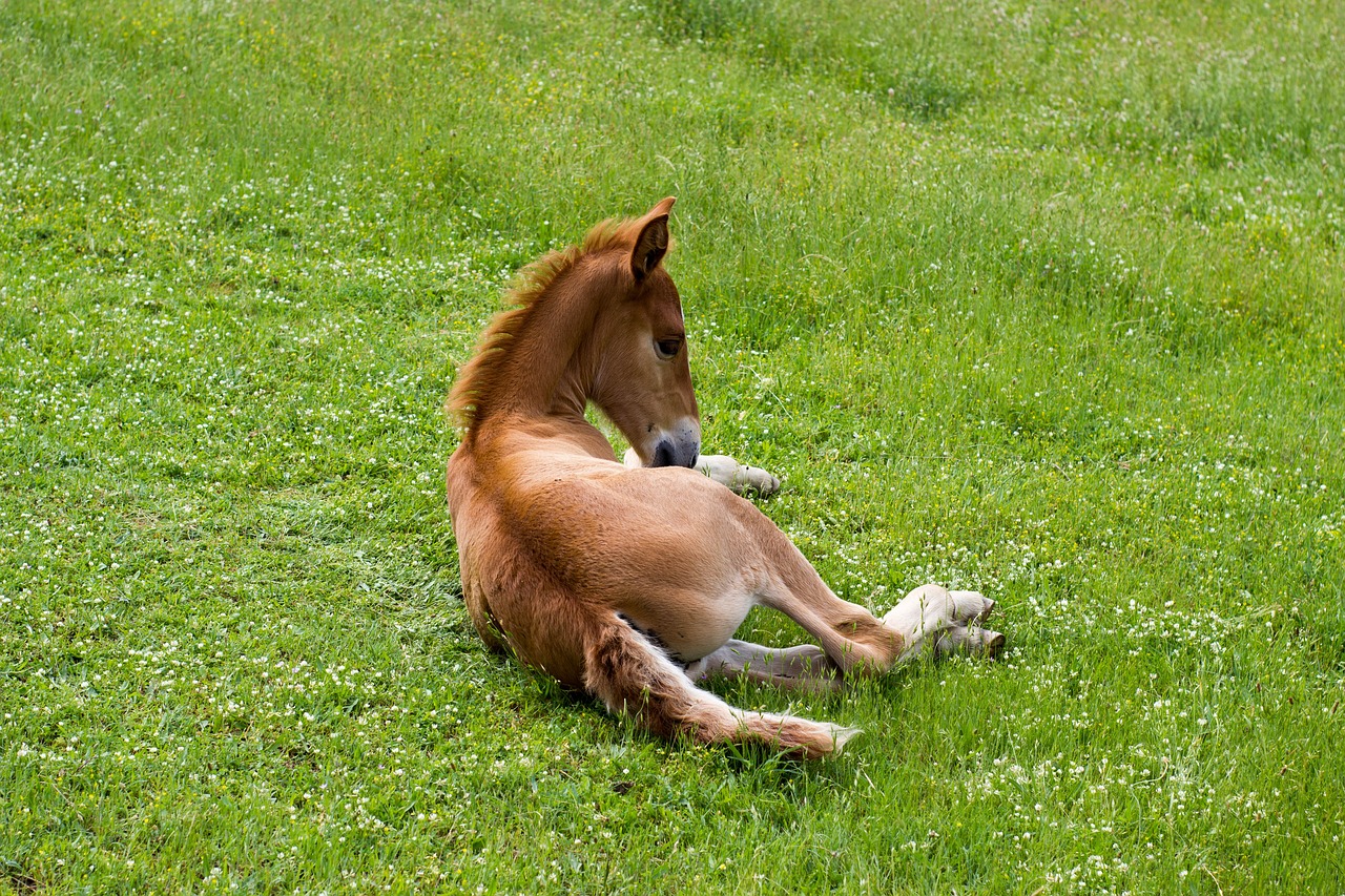 Image - horse grass nature field freedom