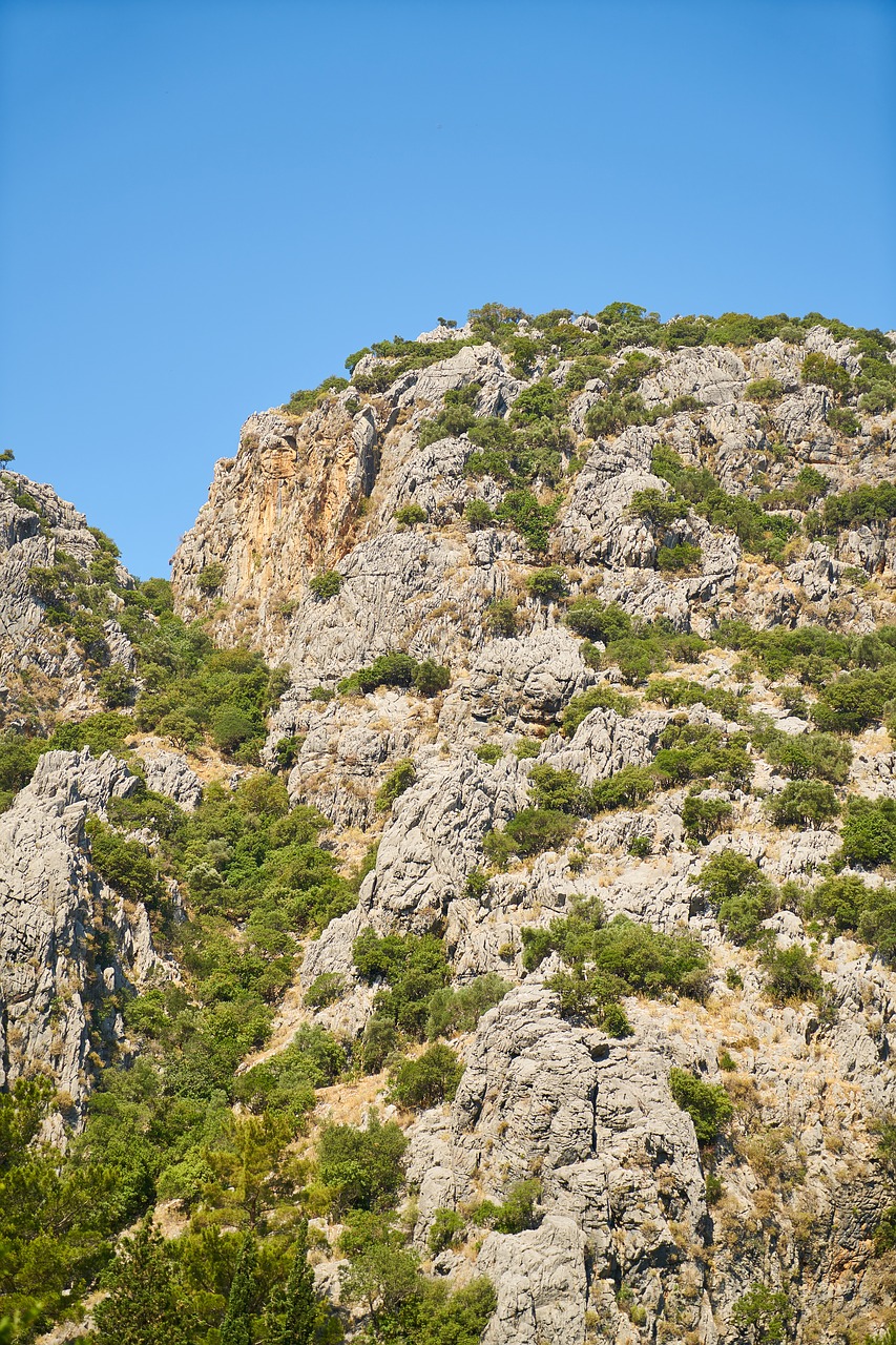 Image - mountain rocky kennedy plant tree