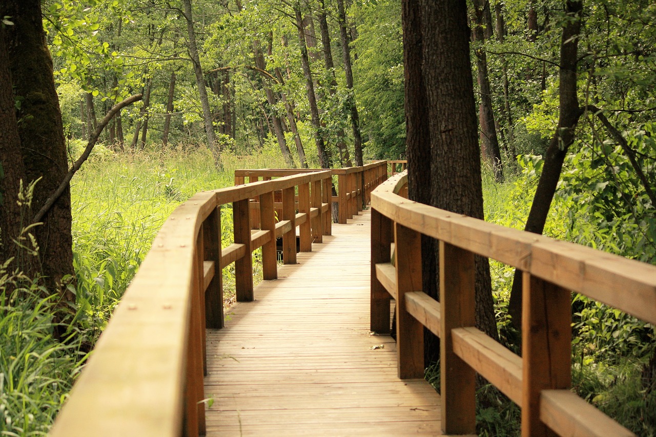 Image - forest the path bridge nature