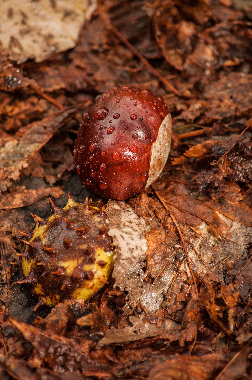 Image - chestnut peel lies still life