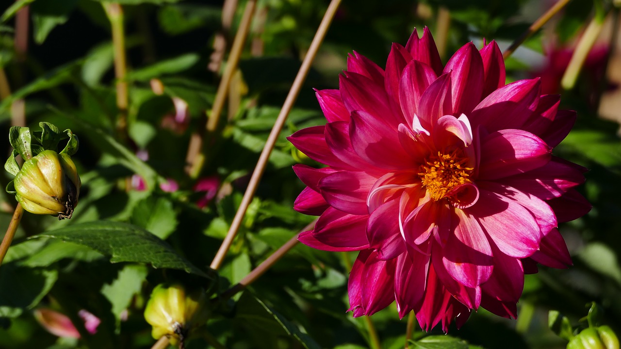 Image - flower red blossom bloom bud sun