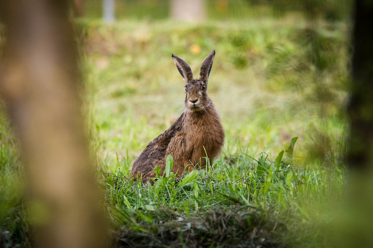 Image - hare nature meadow bunny animal