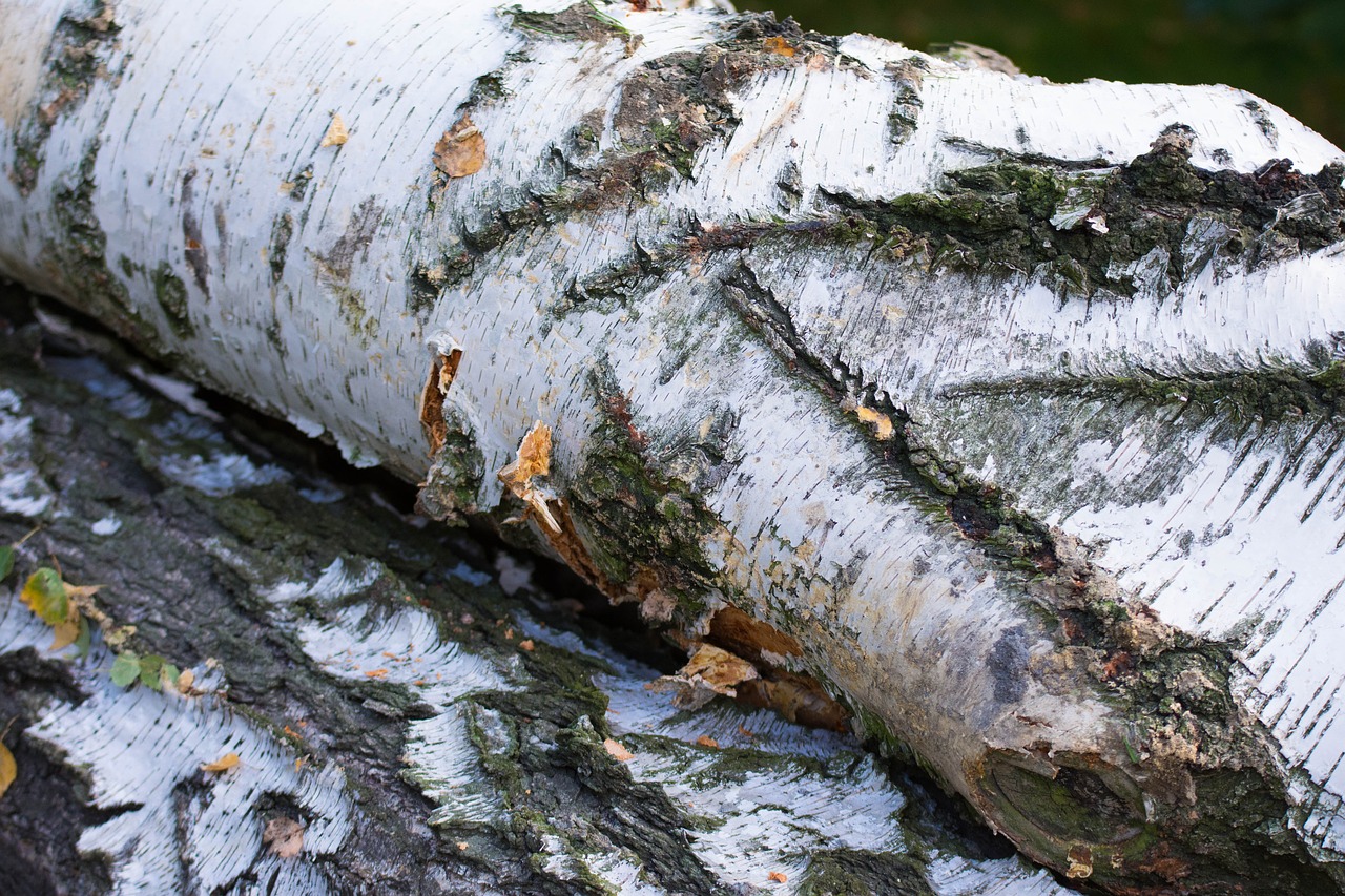 Image - the bark tree birch trunk