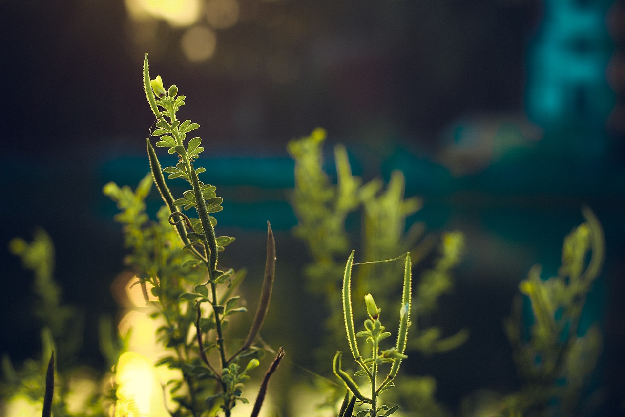 Image - green plant leaf foliage nature