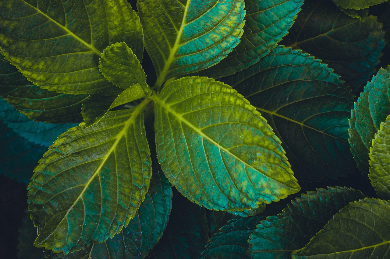 Image - green plant leaf foliage nature