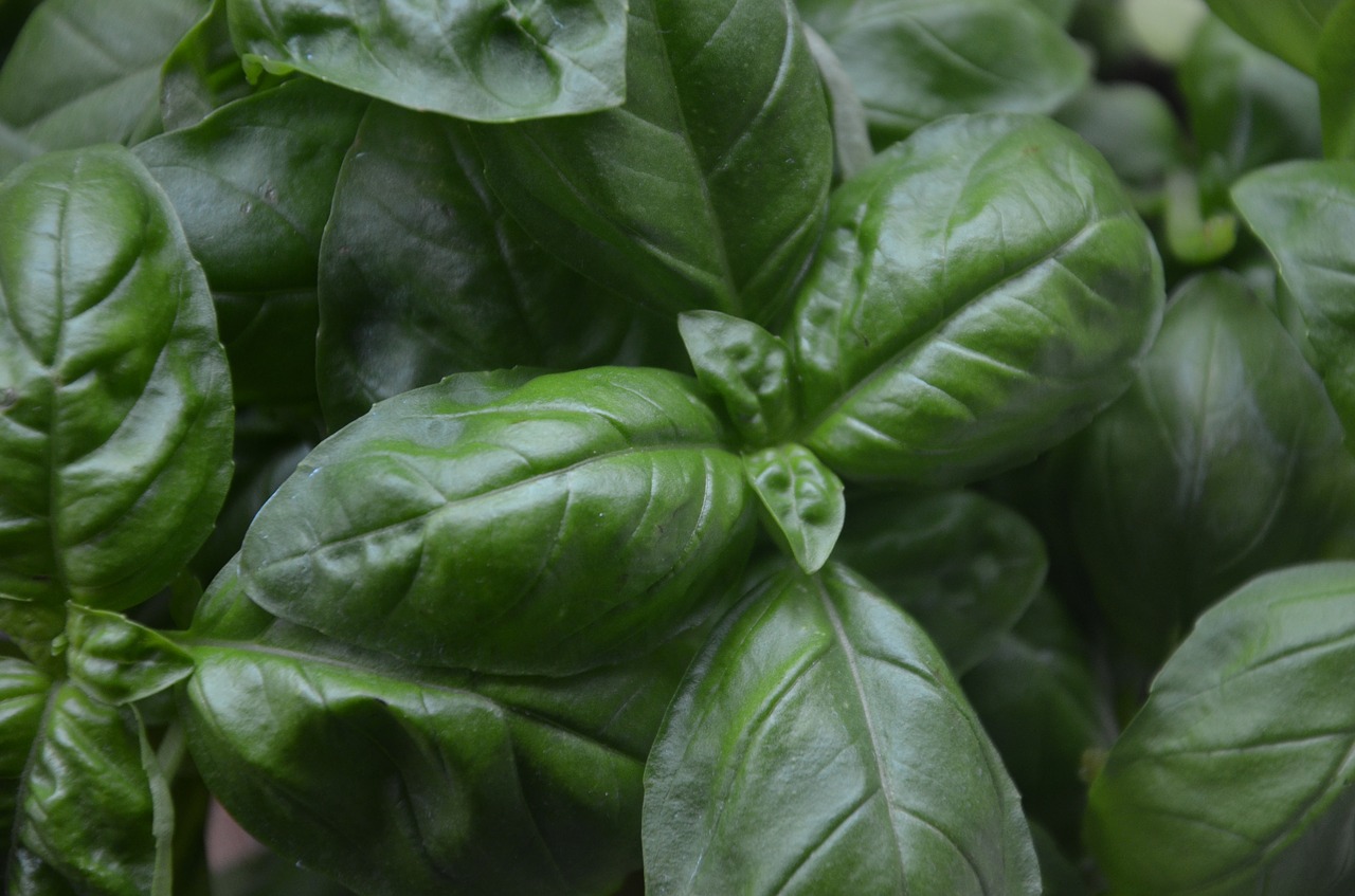 Image - basil plant aromatic