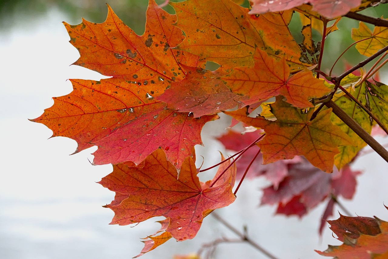 Image - foliage red autumn gold autumn