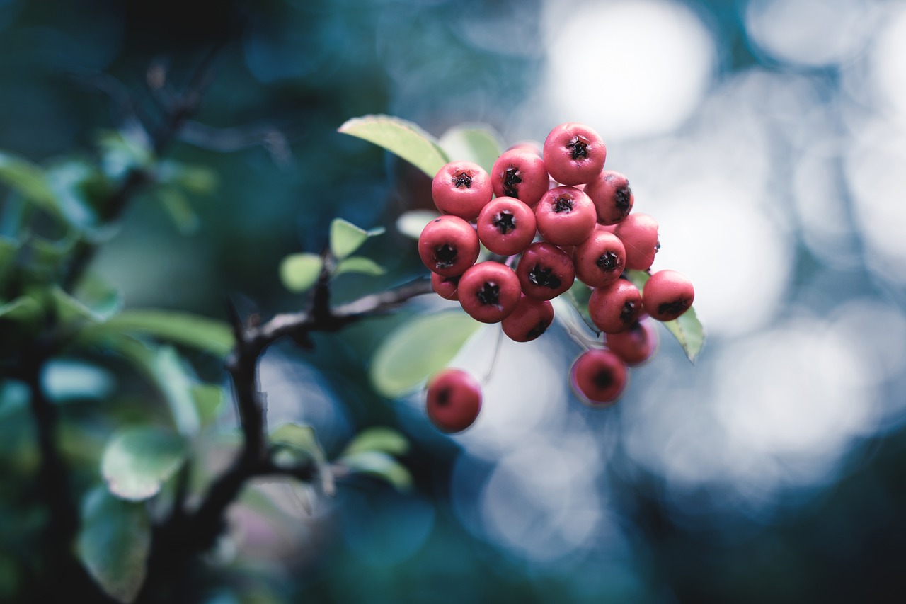 Image - berry plant autumn nature bush