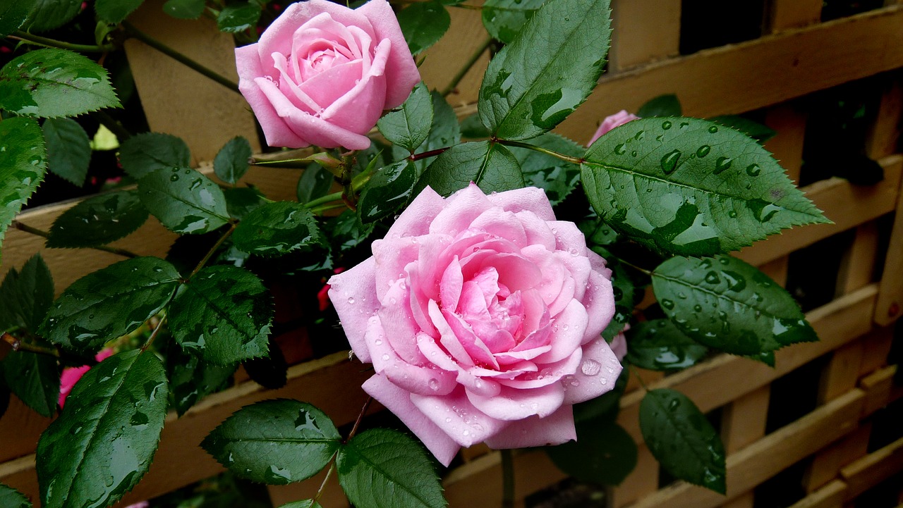 Image - rose pink rain drops trellis