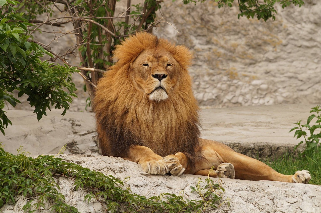 Image - lion animal zoo resting