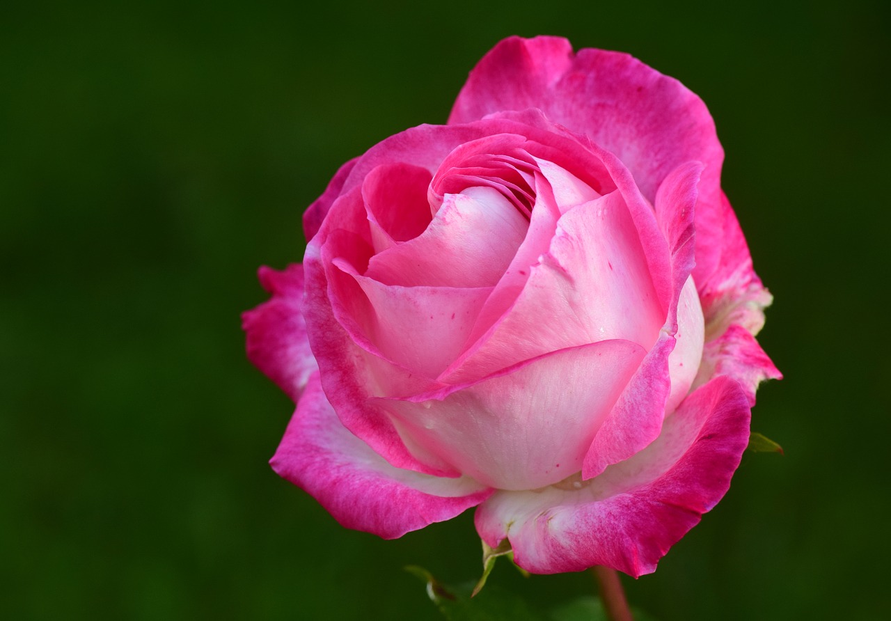 Image - rose pink pink rose rose bloom