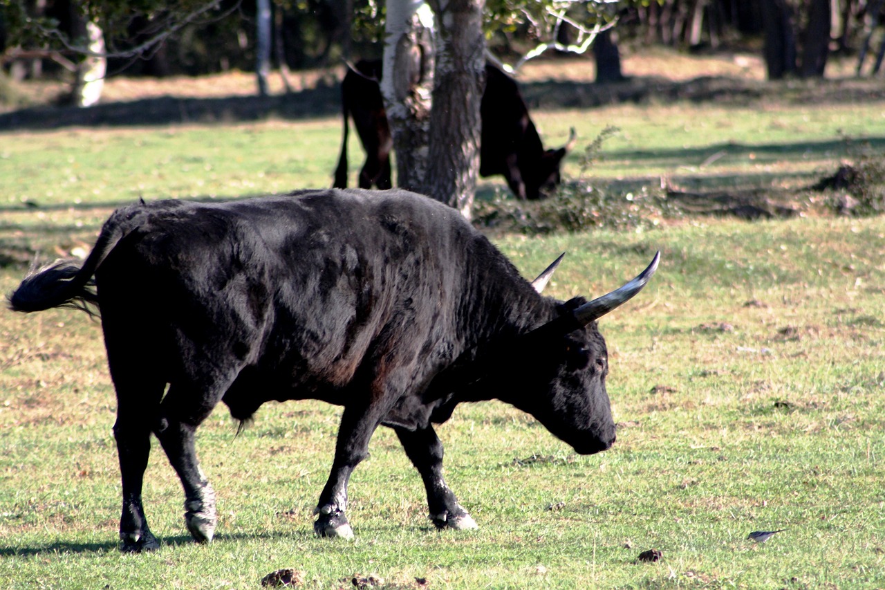 Image - bull camargue horns animals black
