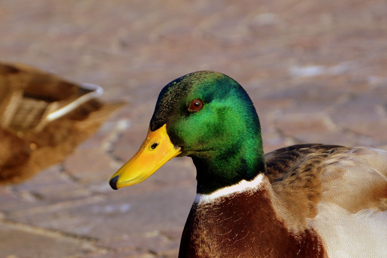 Image - duck beak animal bird biped