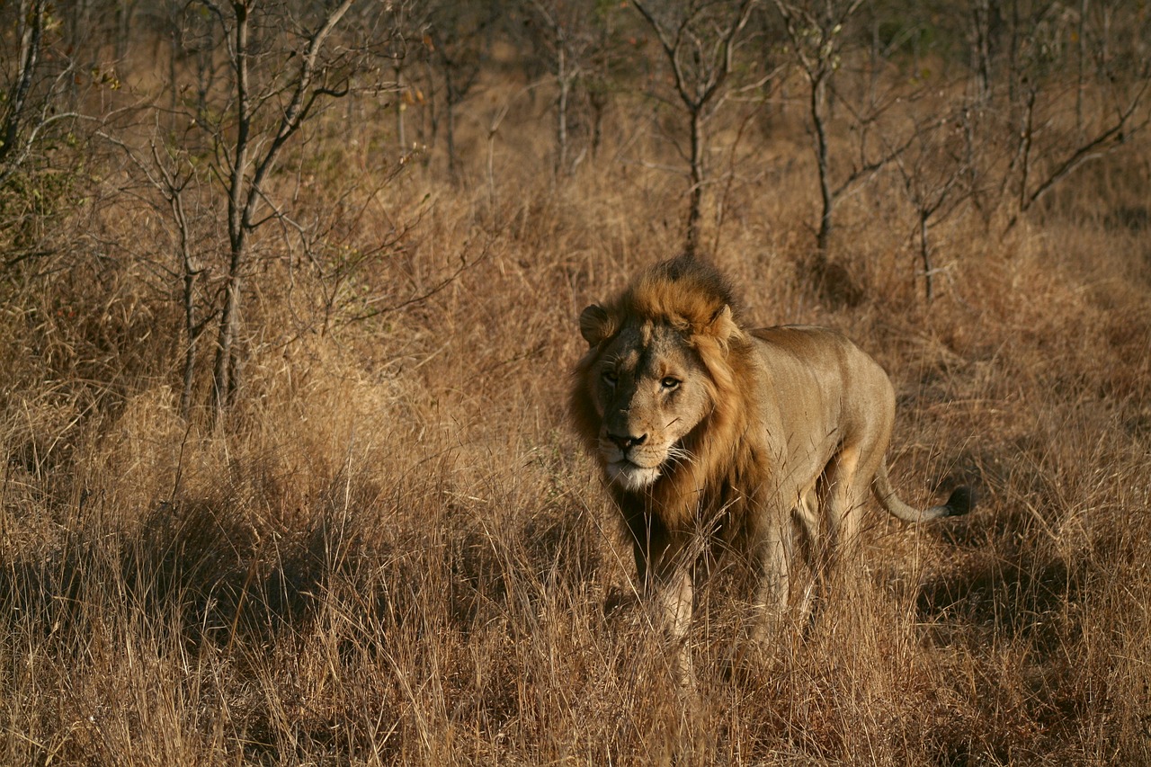 Image - mammal animal nature male lion