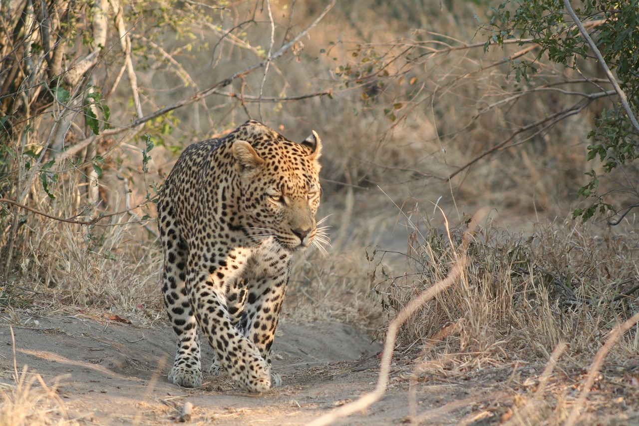 Image - mammal animal leopard nature wild