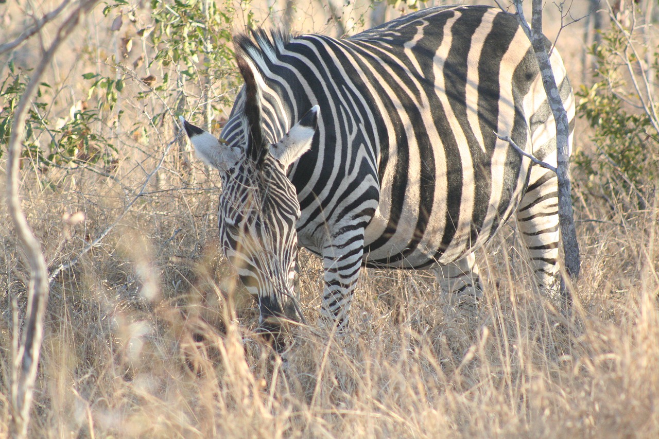 Image - mammal animal grazing zebra zebra