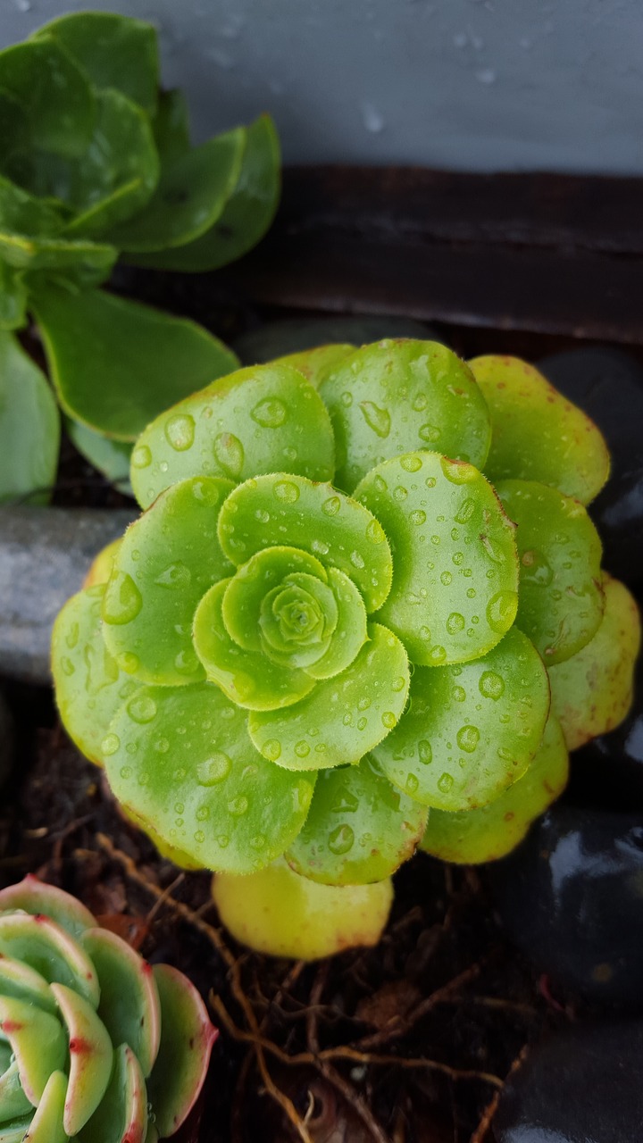 Image - succulent plant dew garden nature