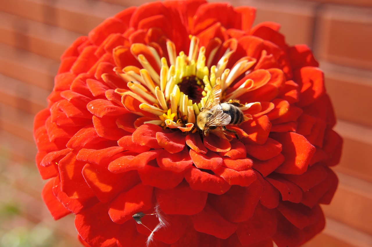 Image - flowers bumblebee bee insect