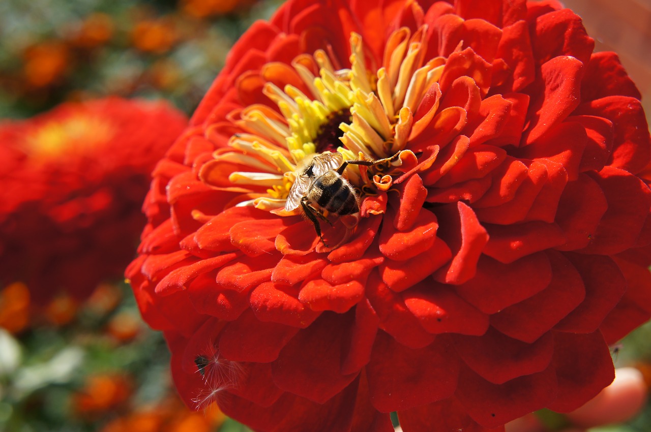 Image - bumblebee flower zinnias bloom