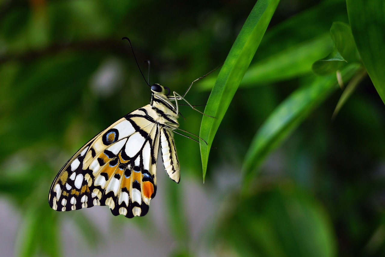 Image - butterfly insert nature colourful