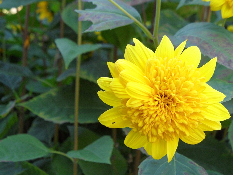 Image - yellow flower floral nature