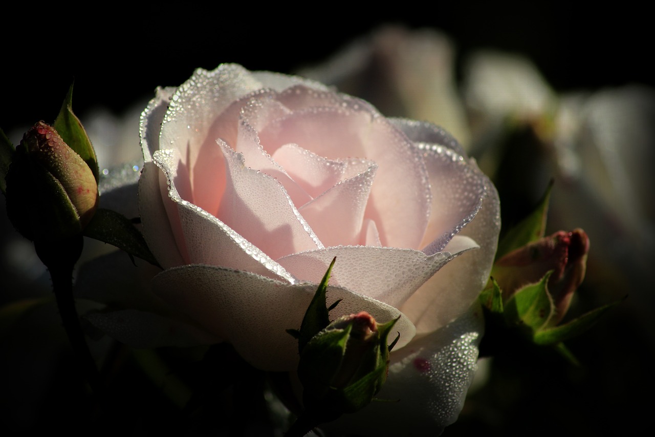 Image - pink blossom bloom rose dew