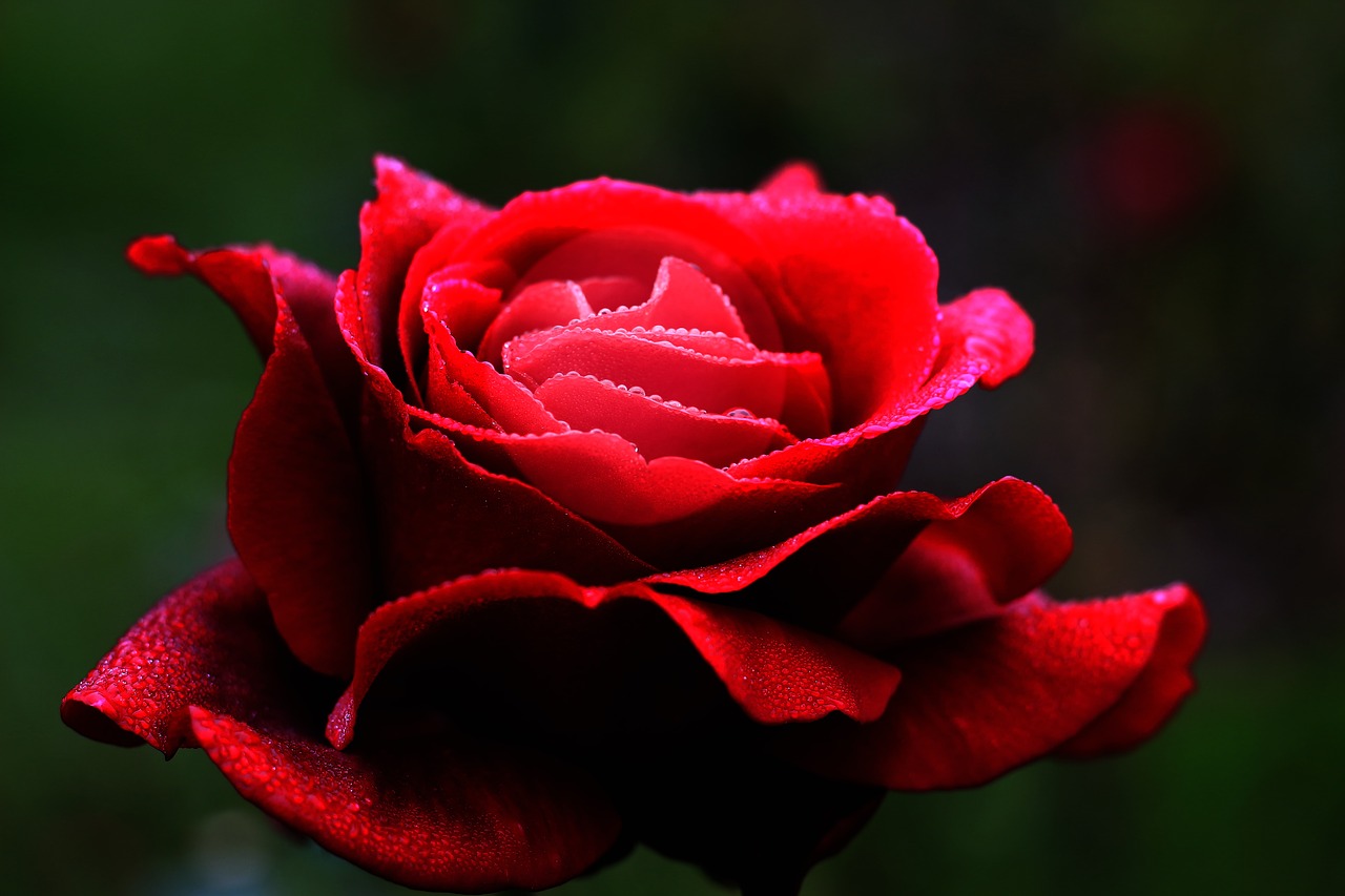 Image - red rose flower love heart petals