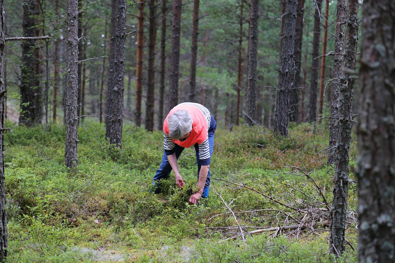 Image - forest blueberries nature summer