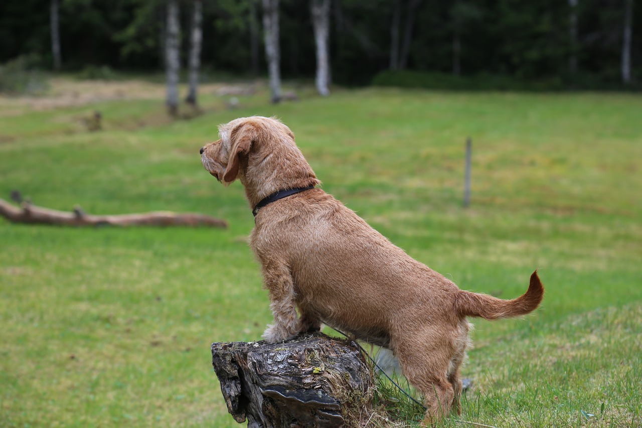 Image - basset dog forest nature stump