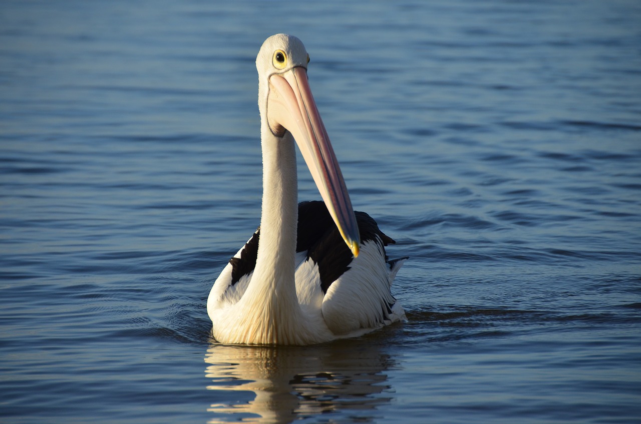 Image - pelikan water bird australia water