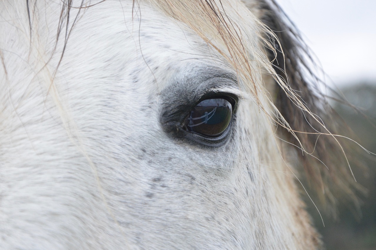 Image - horse horse eye next to horse