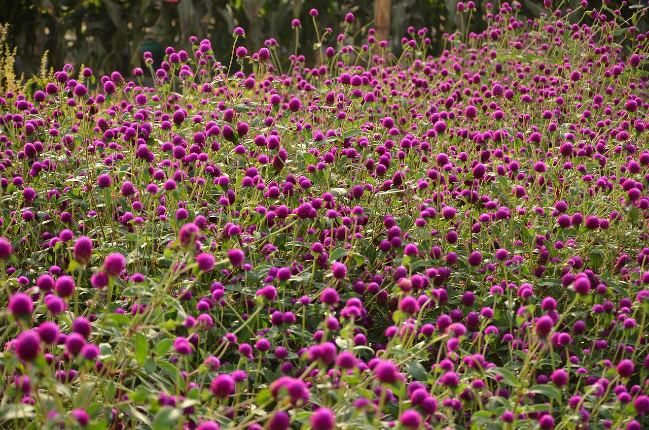 Image - gomphrena flower violet flower