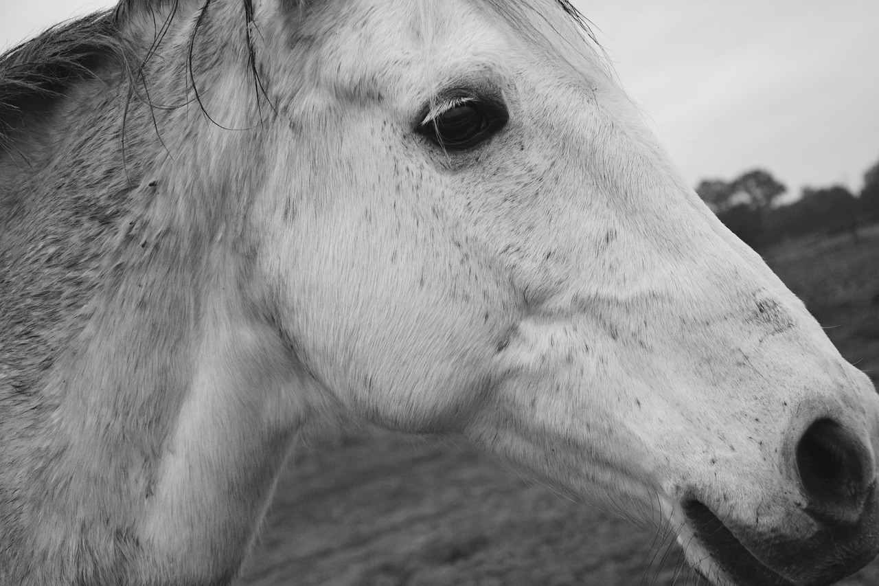 Image - horse profile horse head profile