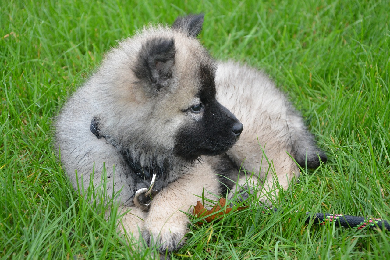 Image - puppy young dog lie down grass