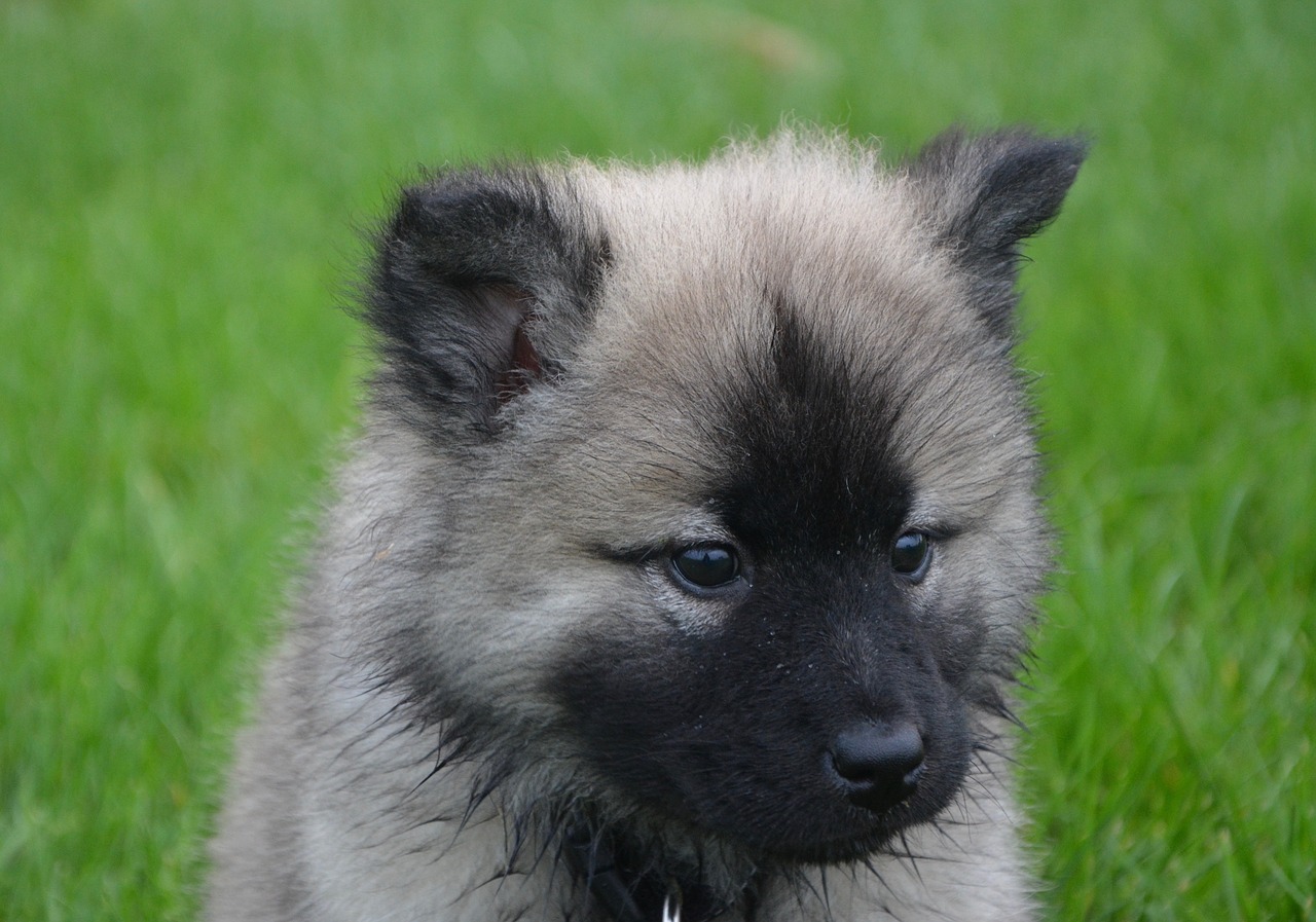 Image - puppy eurasier head black muzzle