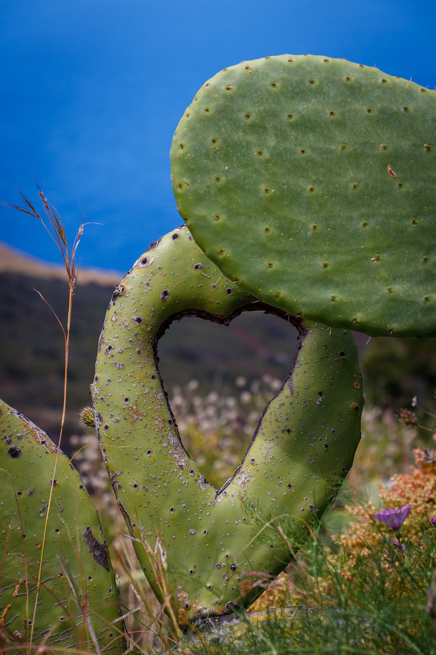 Image - cactus canary islands prickly