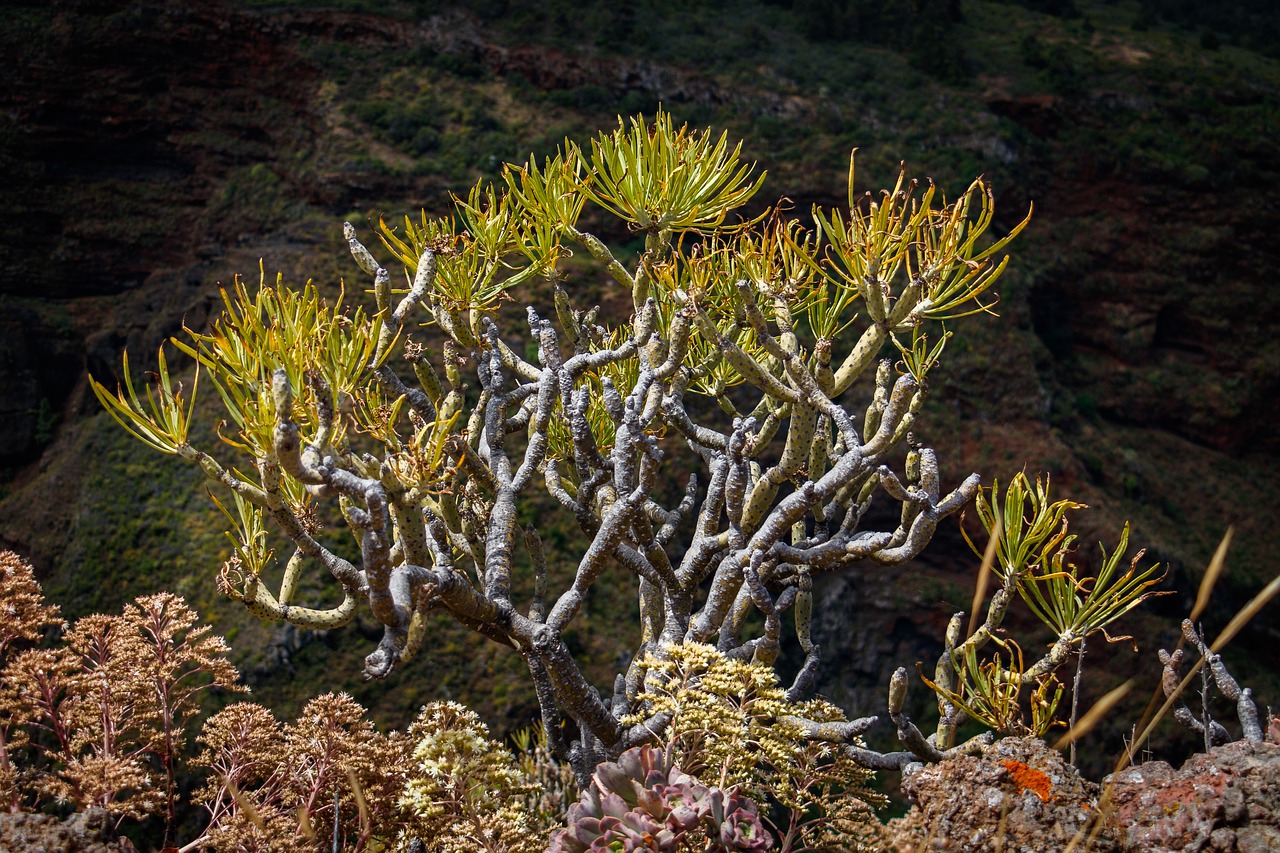 Image - succulents canary islands plant