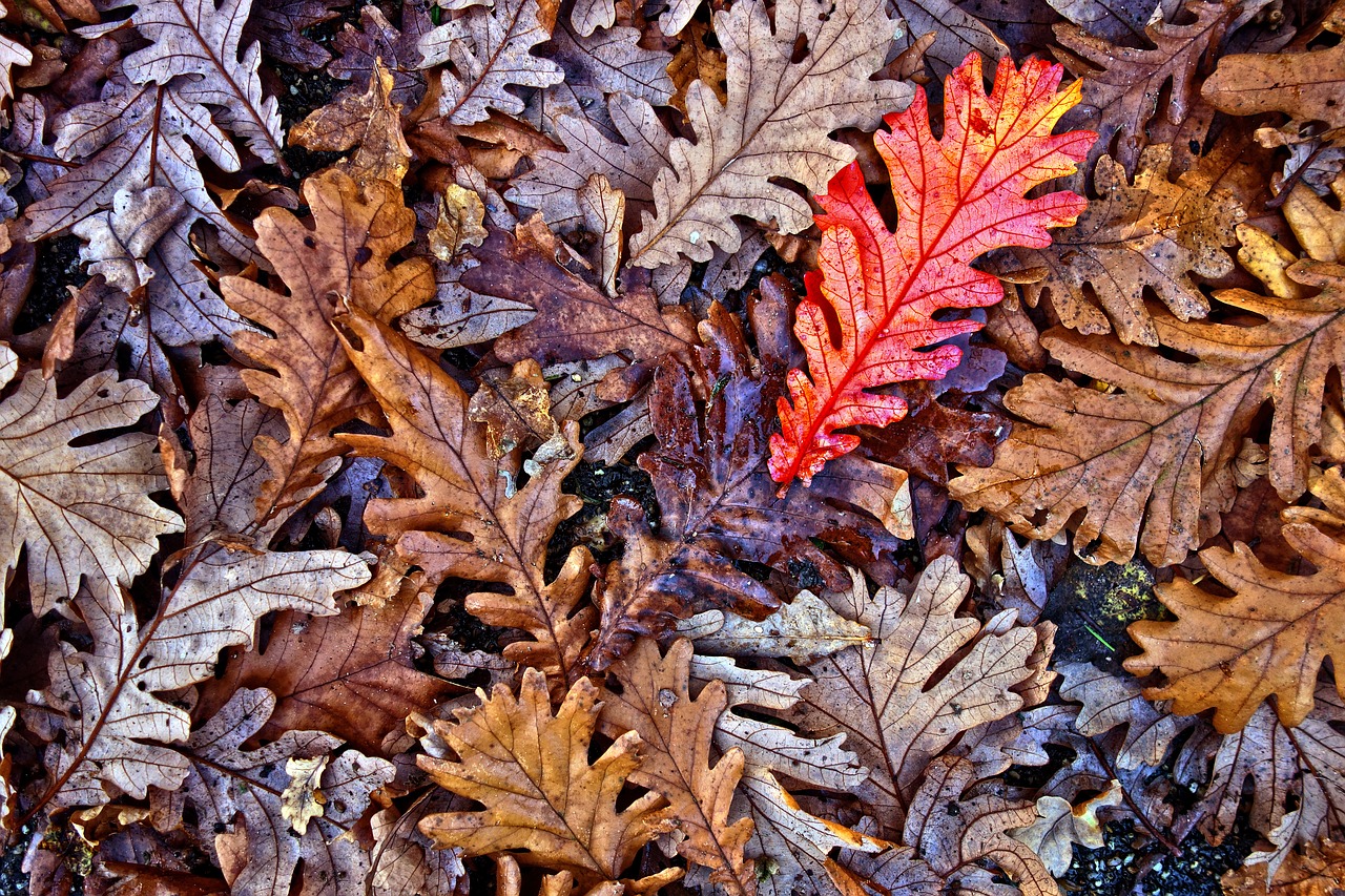 Image - oak leaves oak leaves fallen leaves