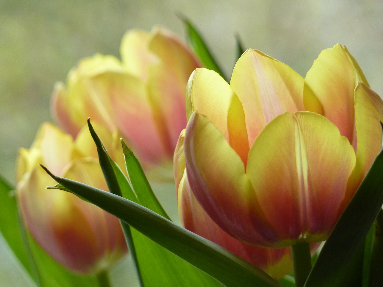 Image - flower blossom bloom cup tulip