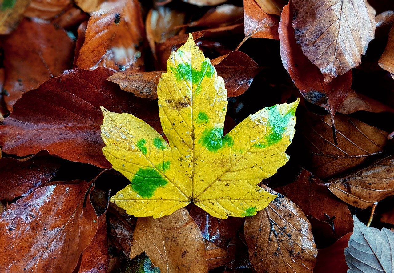 Image - maple maple leaf maple leaves