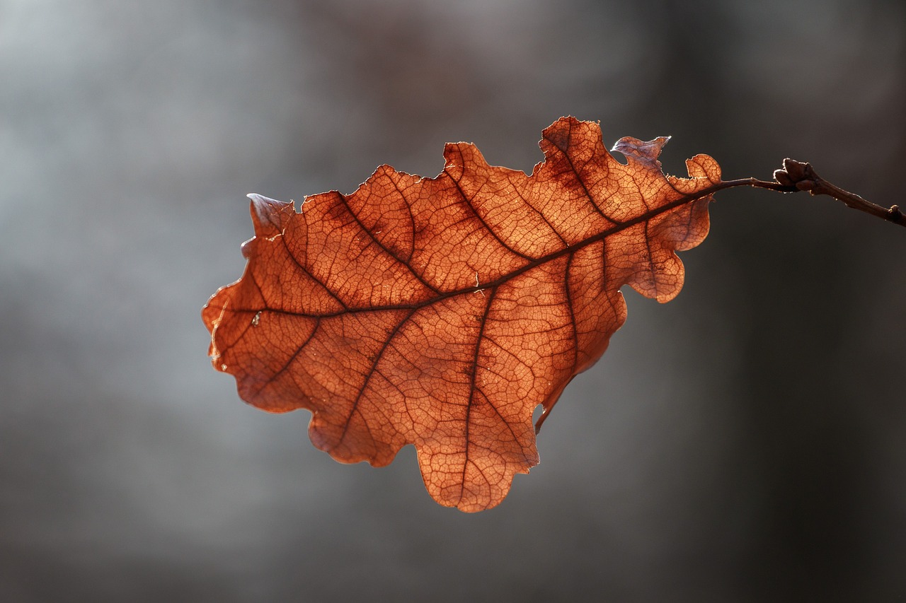 Image - leaf autumn fall foliage