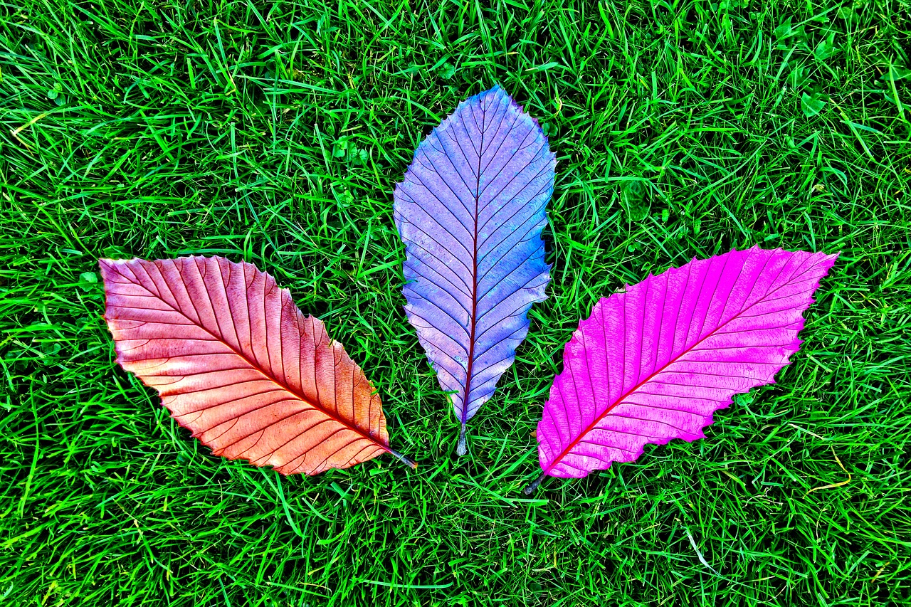 Image - leaf grass fallen leaves vein