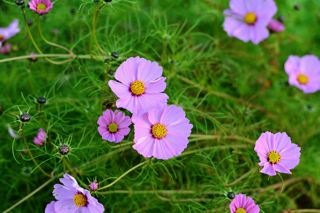 Image - cosmos cosmos bipinnatus blossom