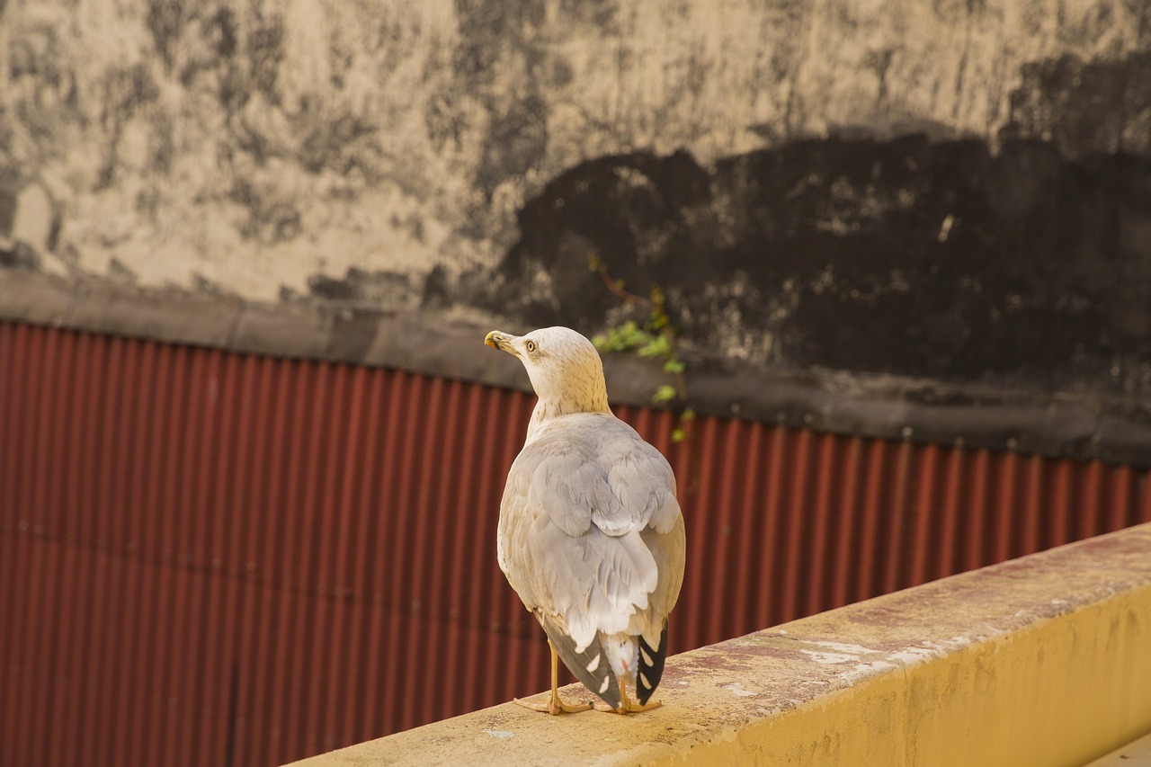 Image - white bird seagull alive animal