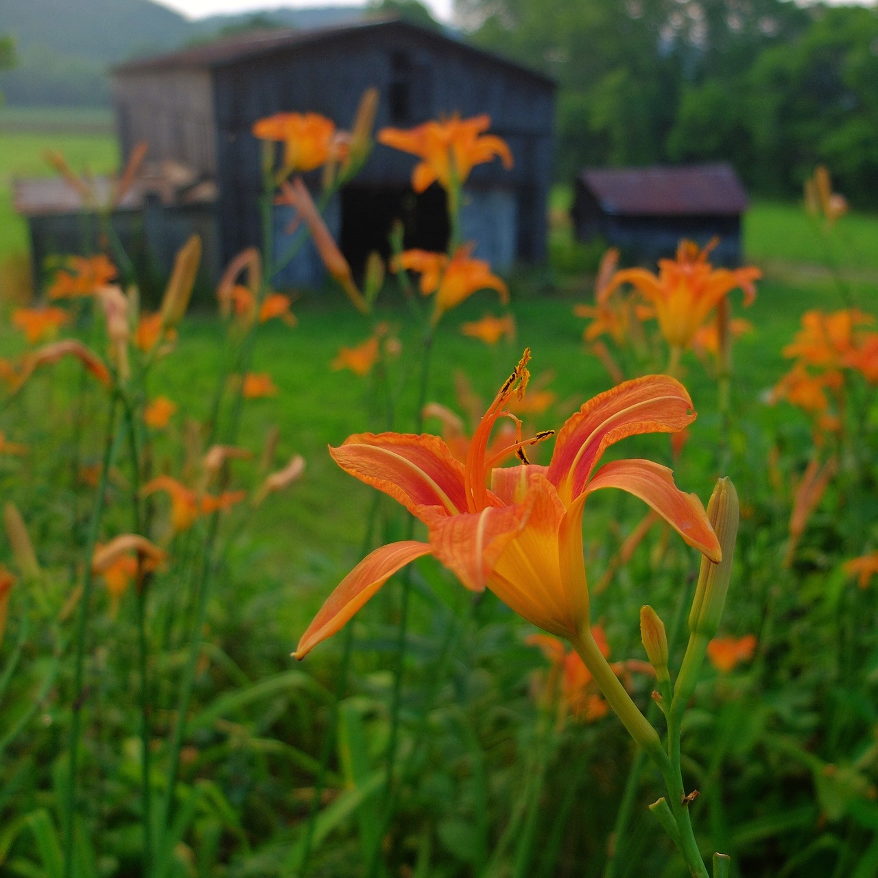 Image - flowers barn nature wood old